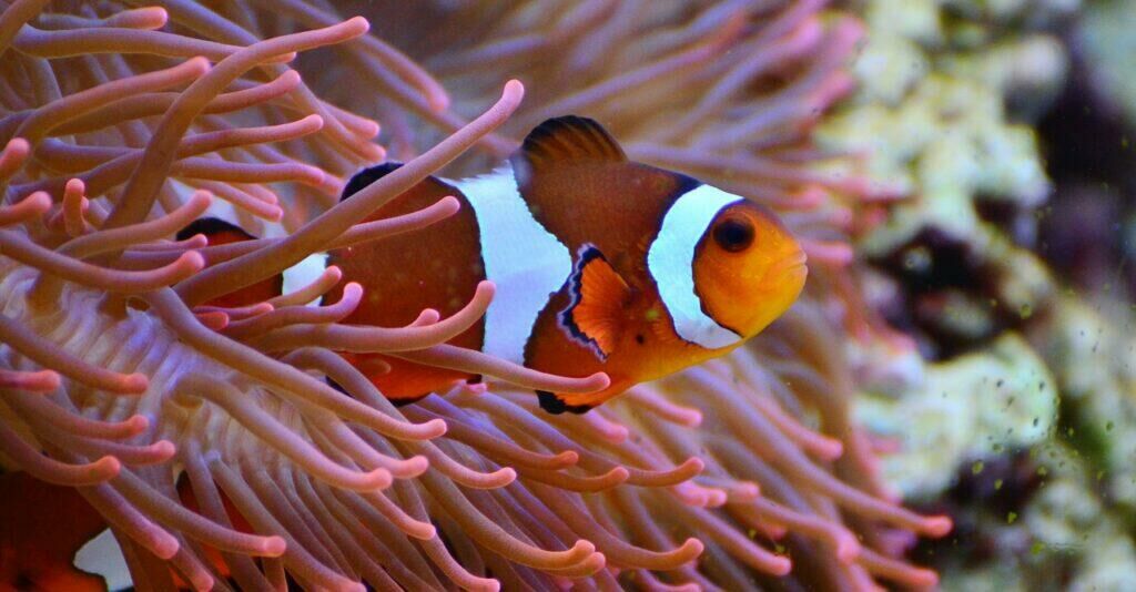 Imagem do Peixe-palhaço